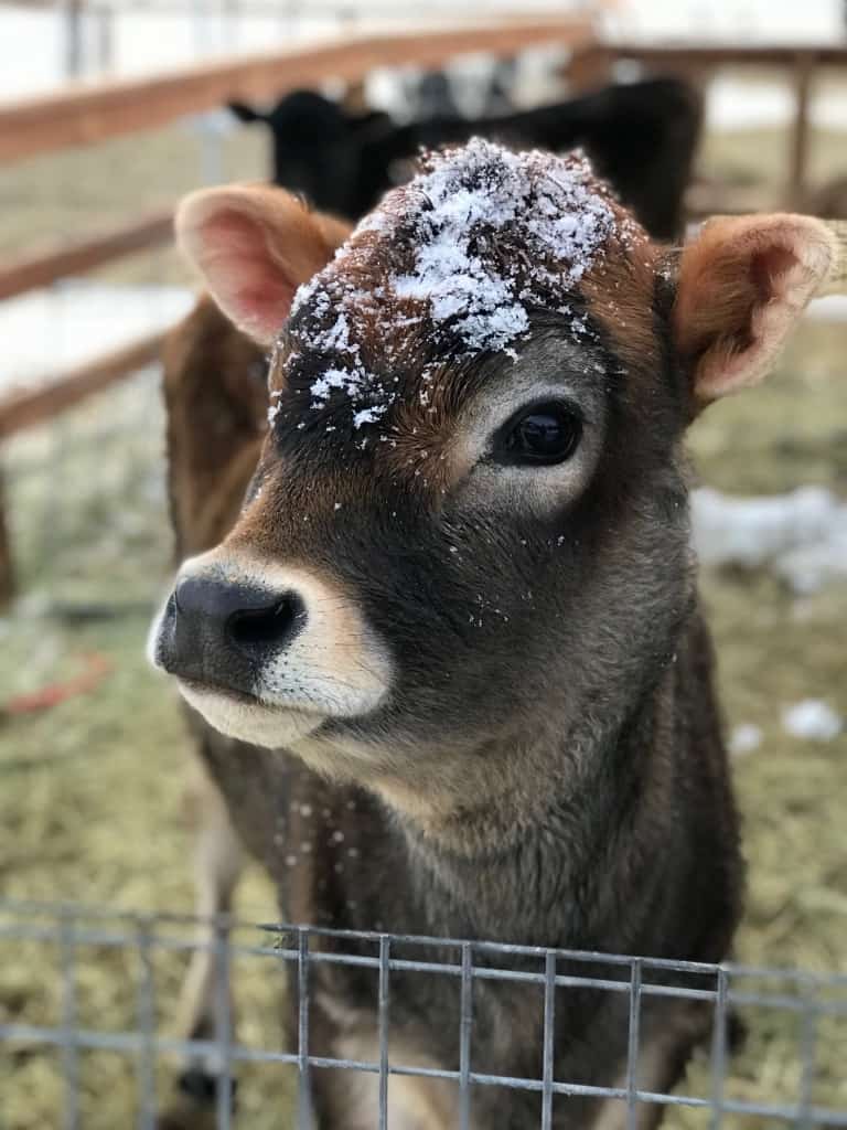 Meet Our Jersey Dairy Cow