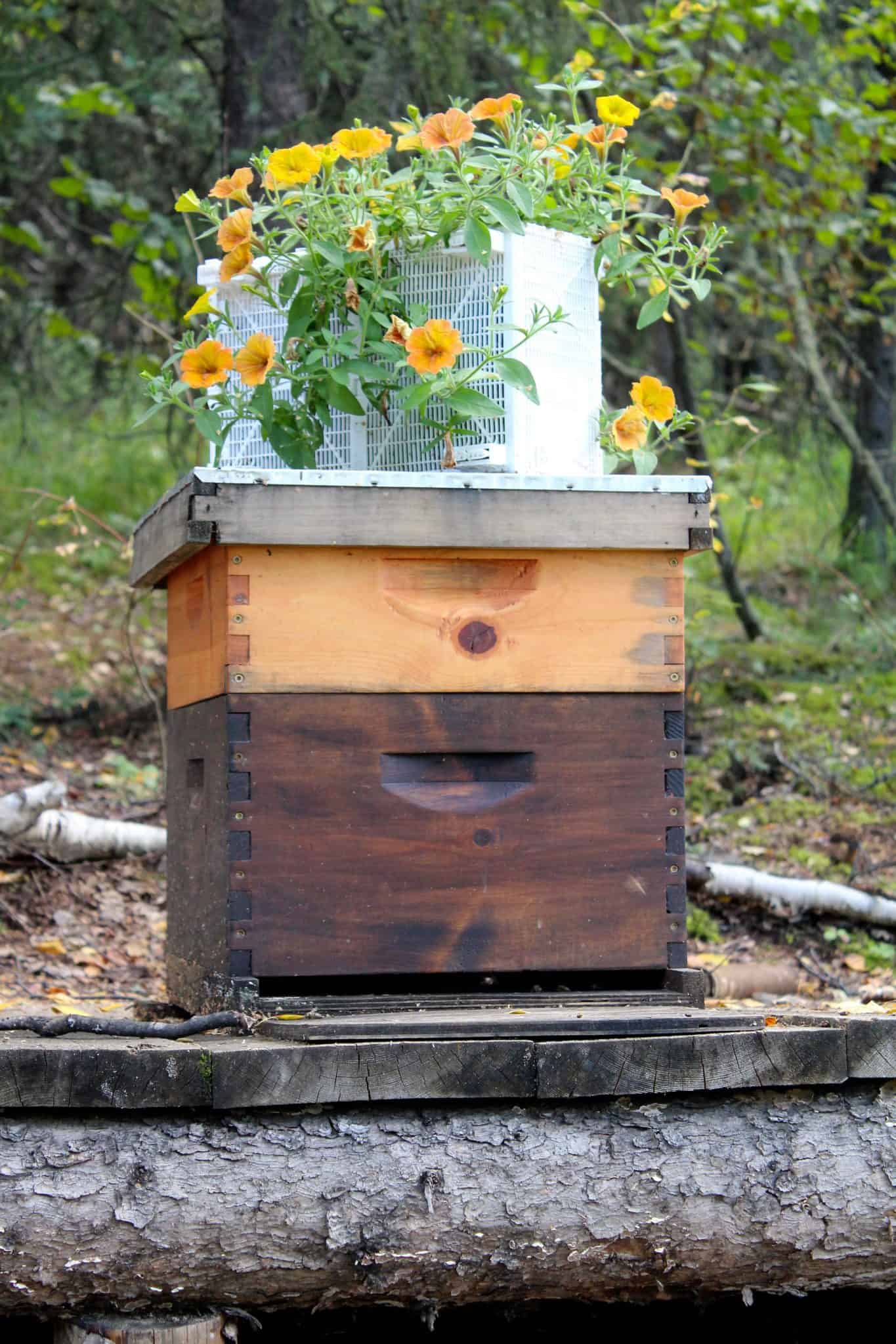 Pulling Honey Frames for Extraction Rosehips & Honey
