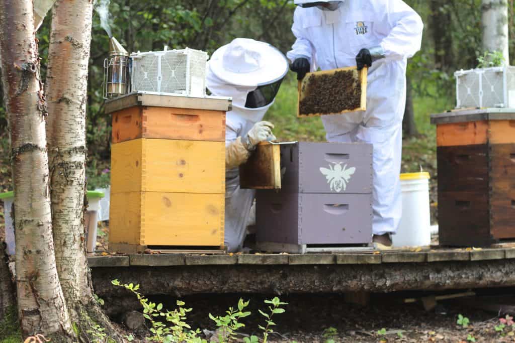 Rosehips & Honey Pulling Honey Frames for Extraction