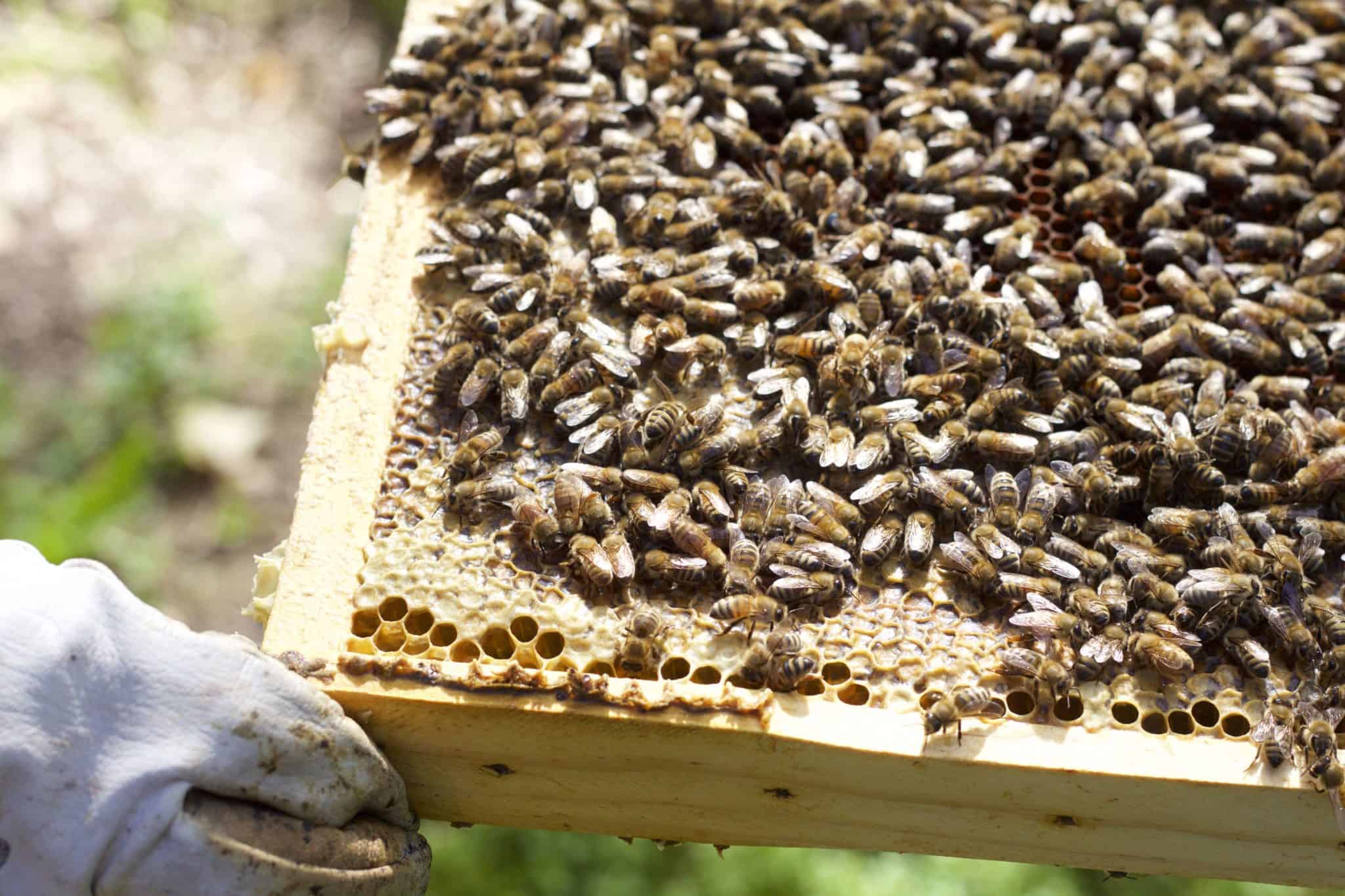 Pulling Honey Frames for Extraction Rosehips & Honey