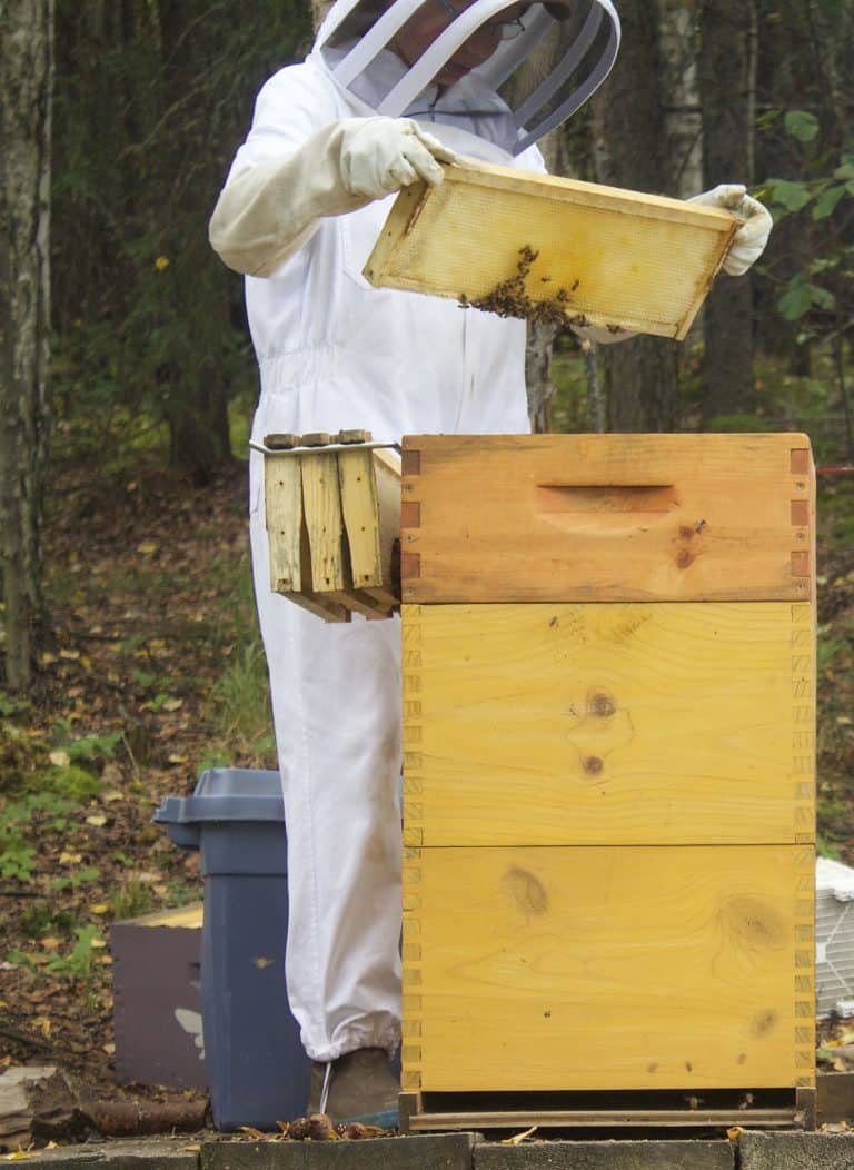 Pulling Honey Frames for Extraction Rosehips & Honey
