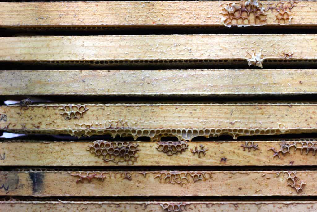 Rosehips & Honey Pulling Honey Frames for Extraction