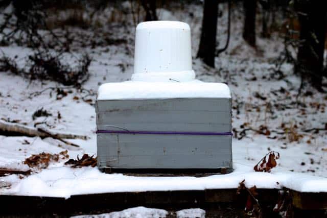 Rosehips & Honey Overwintering Bees in Alaska