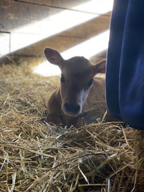 The Birth of Our First Jersey Calf