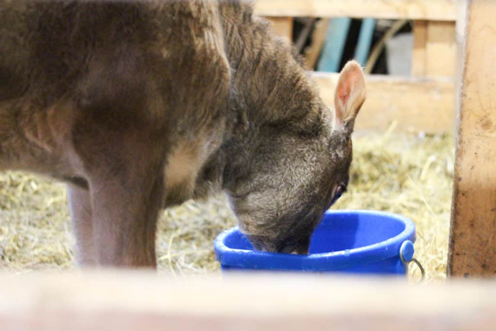A calf drinking from a blue water bucket. How much water does a dairy cow drink per day?