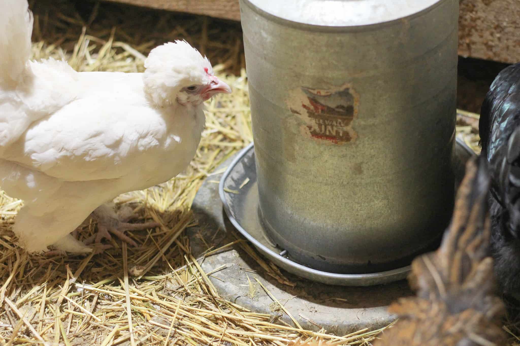 How to Overwinter Chickens in Alaska Rosehips & Honey