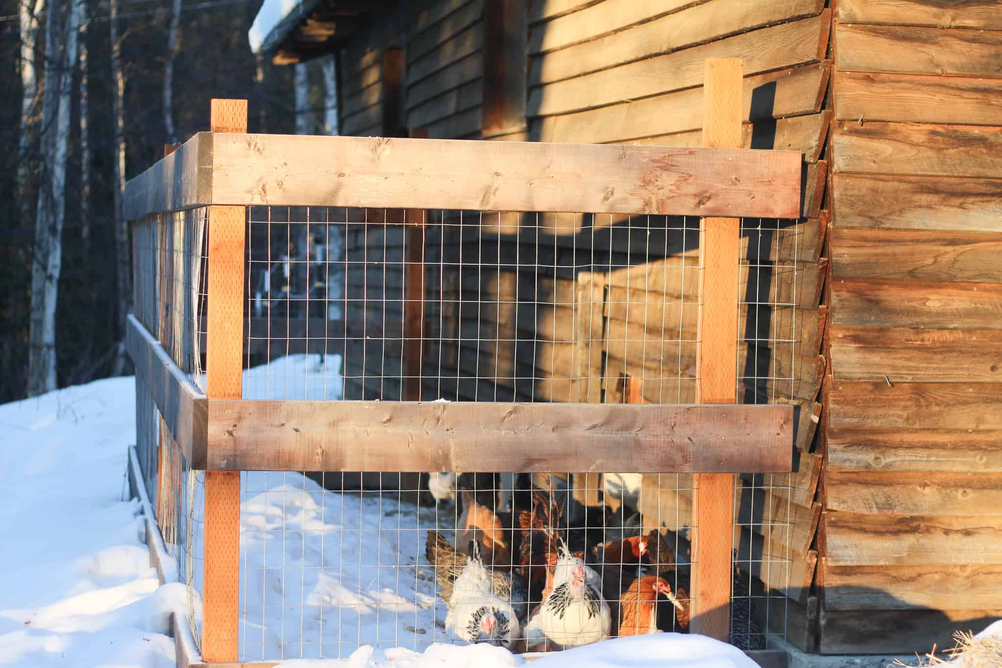 How to Overwinter Chickens in Alaska Rosehips & Honey