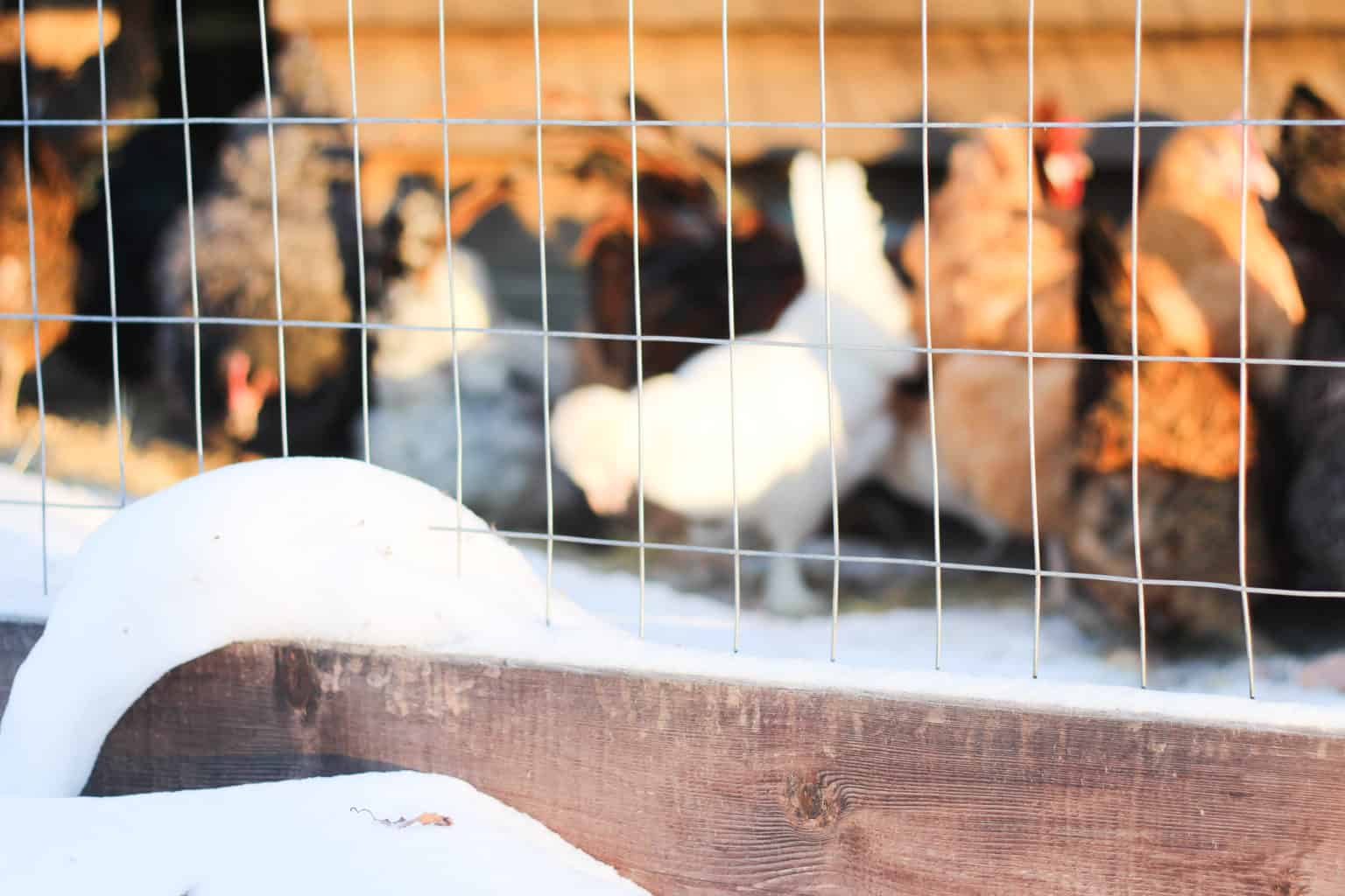 How to Overwinter Chickens in Alaska Rosehips & Honey