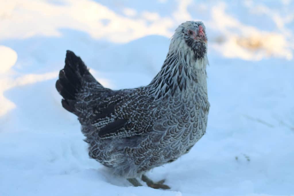 A black and white chicken standing in the snow