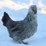 A black and white chicken standing in the snow.