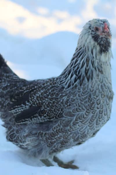 A black and white chicken standing in the snow.