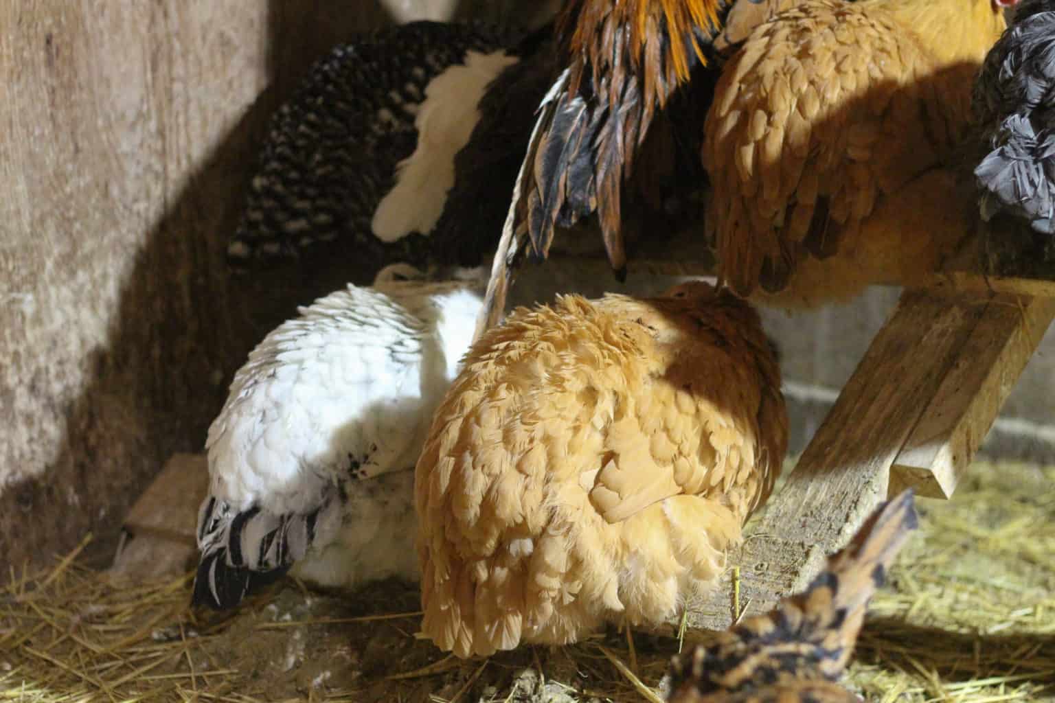 How to Overwinter Chickens in Alaska Rosehips & Honey