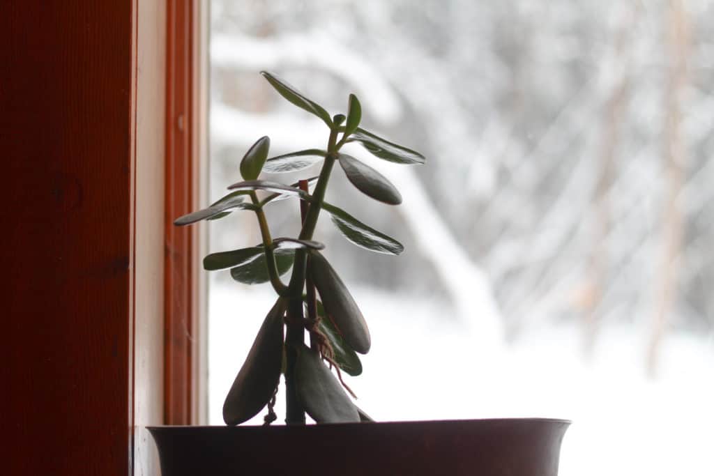 Jade plant on a windowsill. Staying content during a long winter.