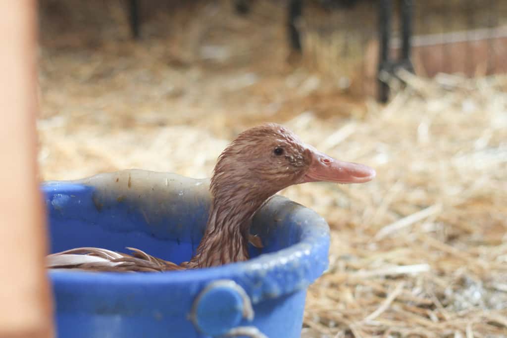 A duck in a bucket of water