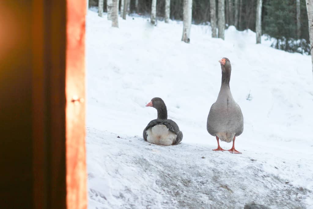 Two geese in the snow, how to overwinter waterfowl