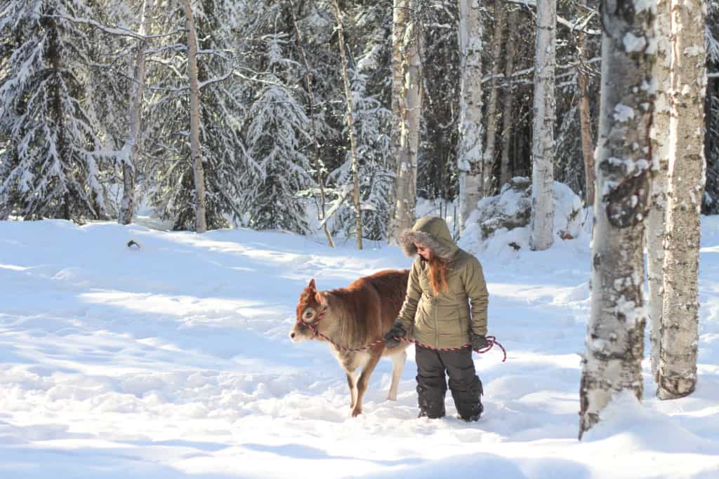 Girl with small calf on a halter walking through the snow