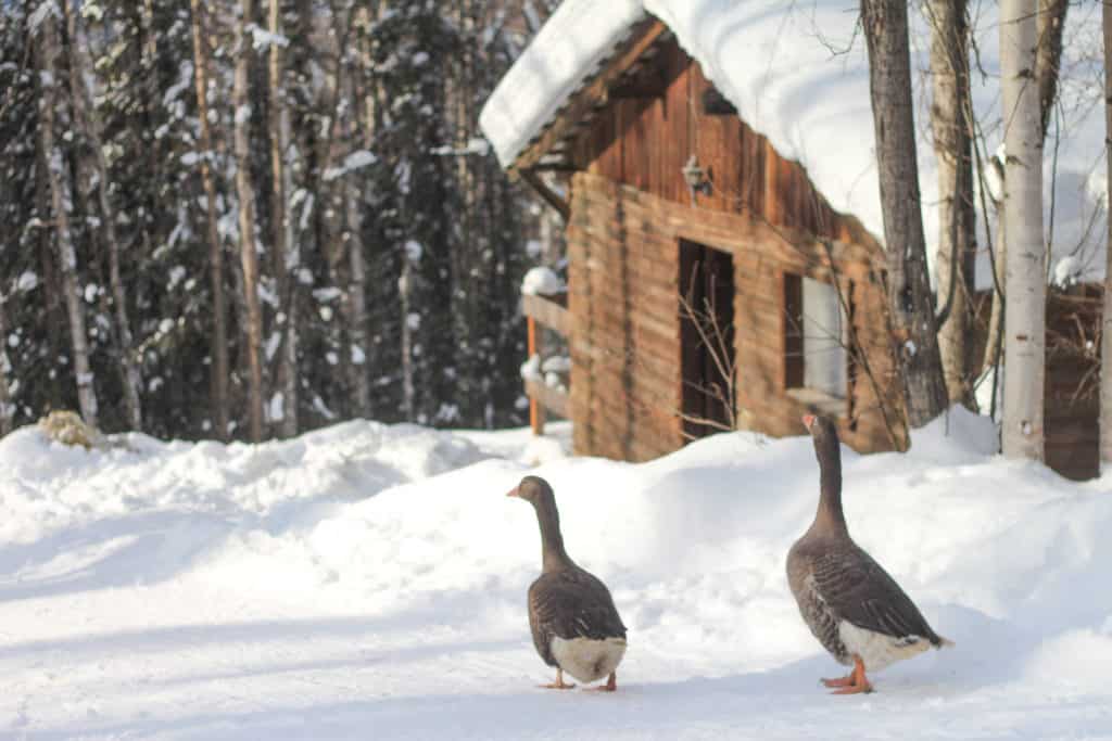 2 geese walking on snow in front of a barn