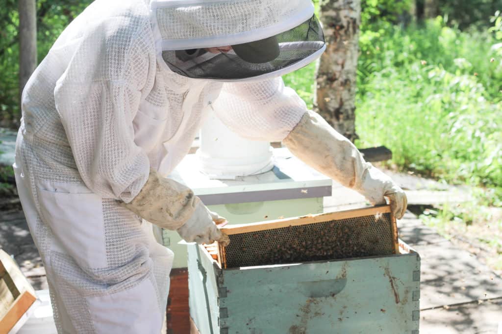 Completing a hive check in the summer
