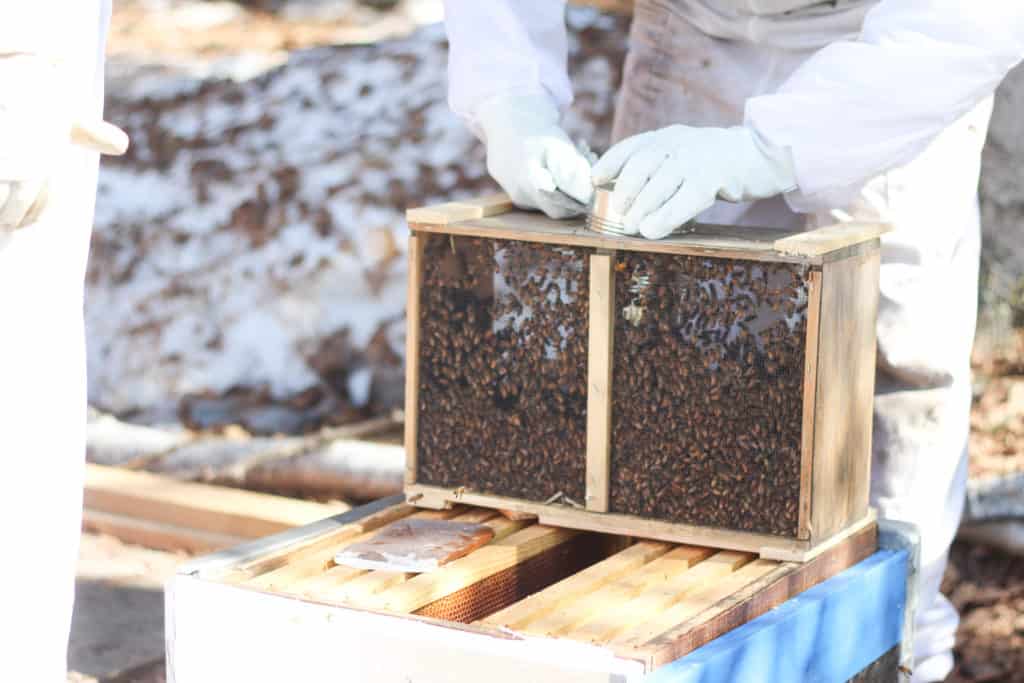Package of honeybees.