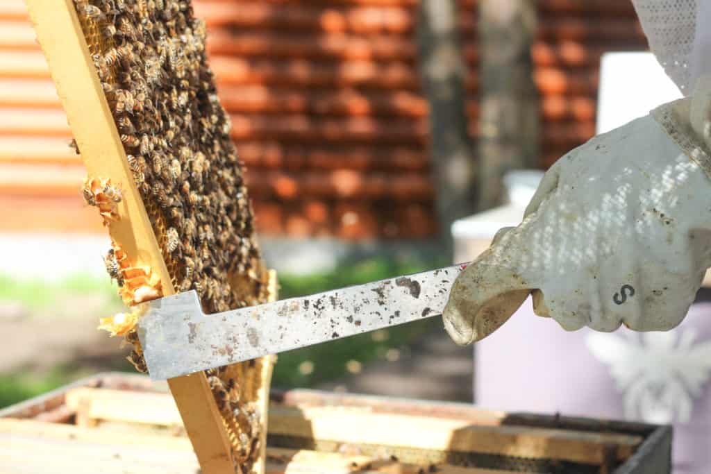 hand scraping extra wax from a bee frame, beekeeping supplies for beginners