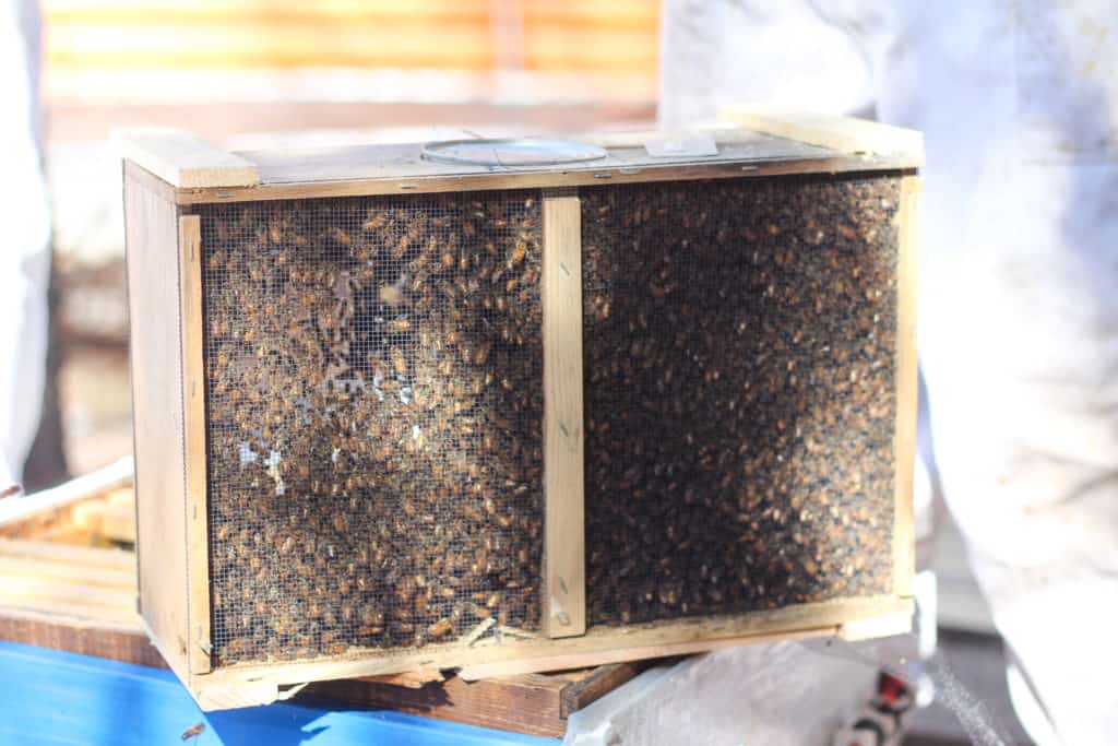 Hiving a new package of honeybees.