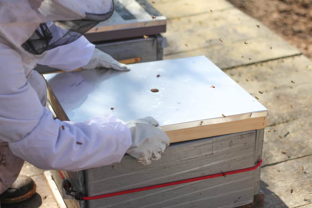 Beekeeper placing lid onto beehive, beekeeping supplies for beginners