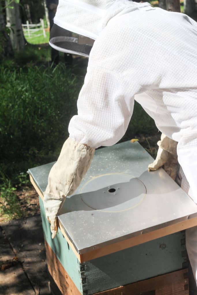Removing the lid from a beehive