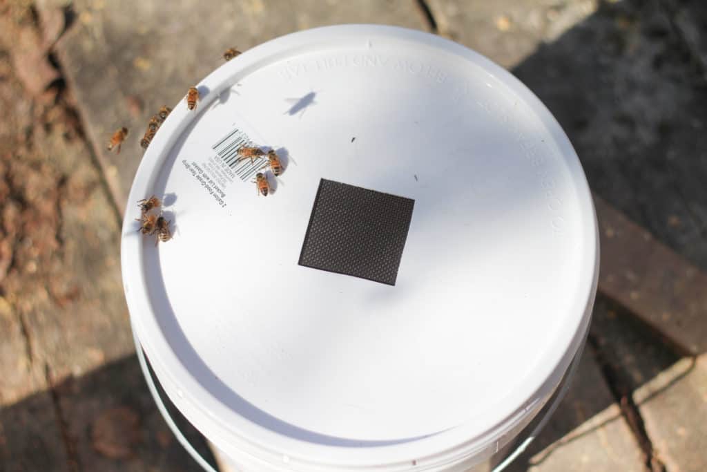 Honeybee sugar water bucket feeder.