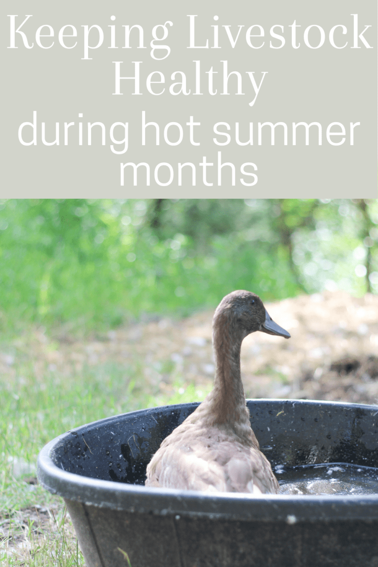 Keeping Livestock Healthy in Summer Rosehips & Honey