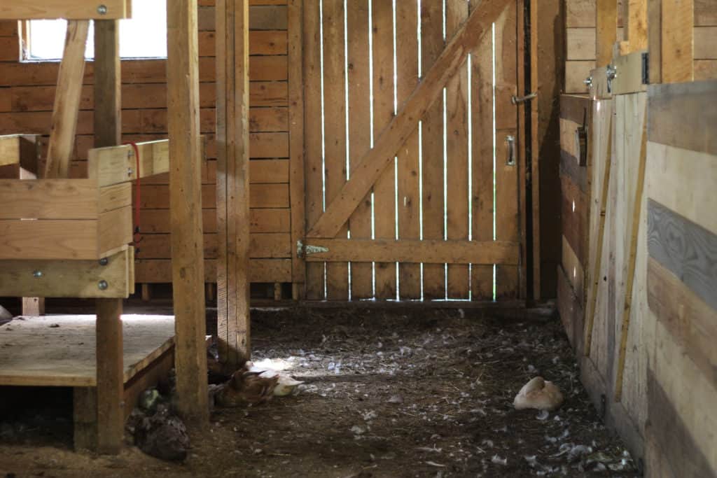 Ducks laying in shade in a barn. Keeping livestock healthy in summer by providing shade.