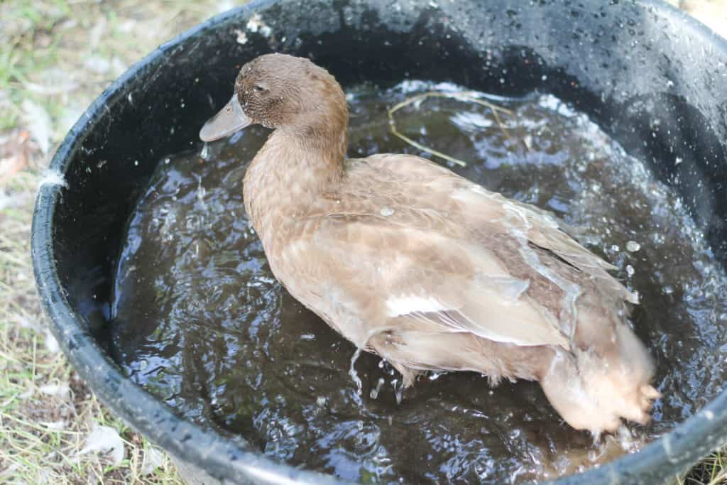A duck bathing in a small pool. Keeping livestock healthy in summer.