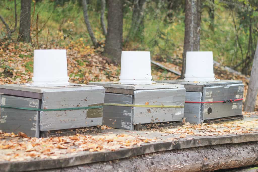 Insulating beehives in the fall. 3 beehives with insulation wrapped around them.
