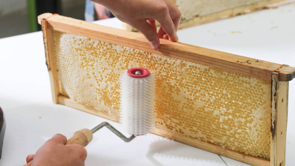A roller poking holes into the wax of a honey frame from a beehive