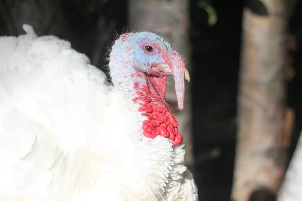 Close up  of a white turkey, raising turkeys for meat