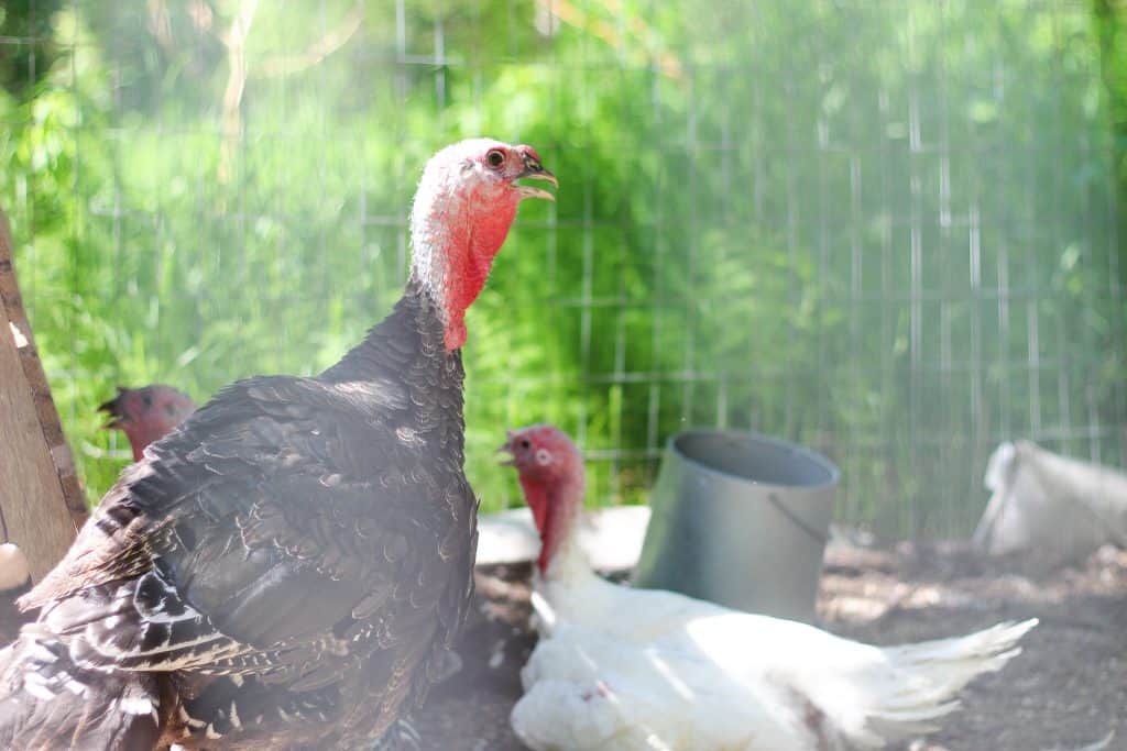 A bronze and a white turkey 