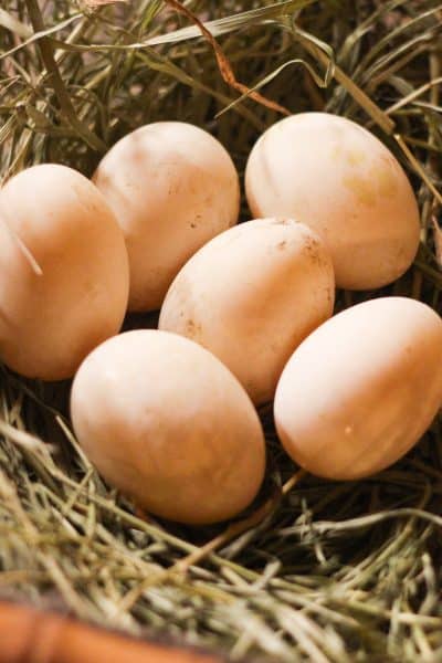 basket of duck eggs