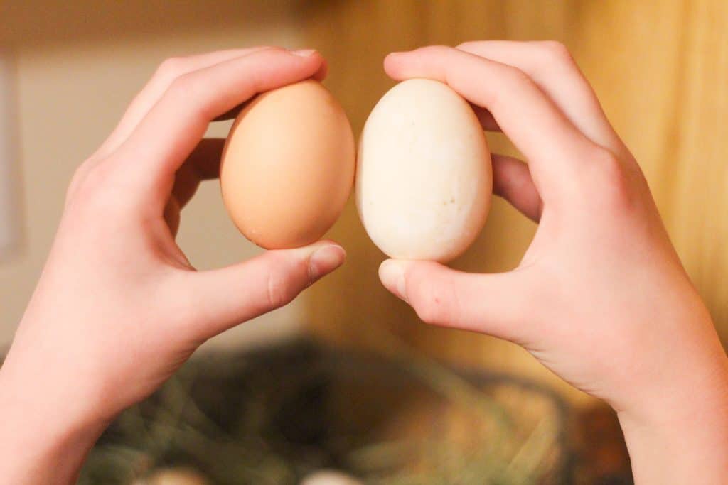 a chicken egg and duck egg held up next to each other to show that the duck egg is slightly larger.