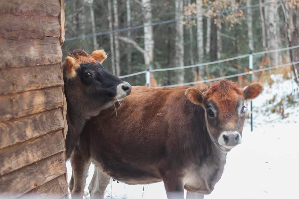 2 cows standing in the snow outside a barn