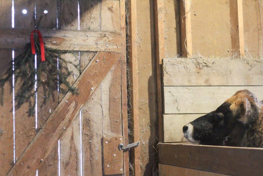 a cow looking over a stall door