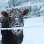 Brown cow with snowflakes on her face