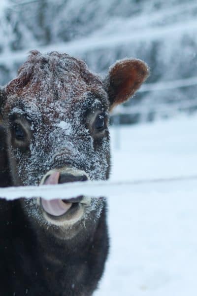 Brown cow with snowflakes on her face