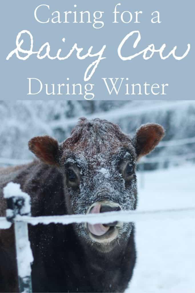 Pinterest pin image of a dairy cow in snow