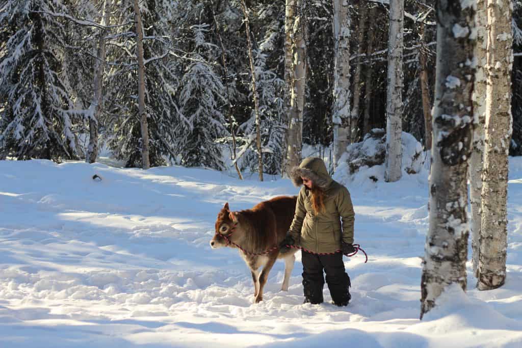 Young girl walking a small brown cow in the snow