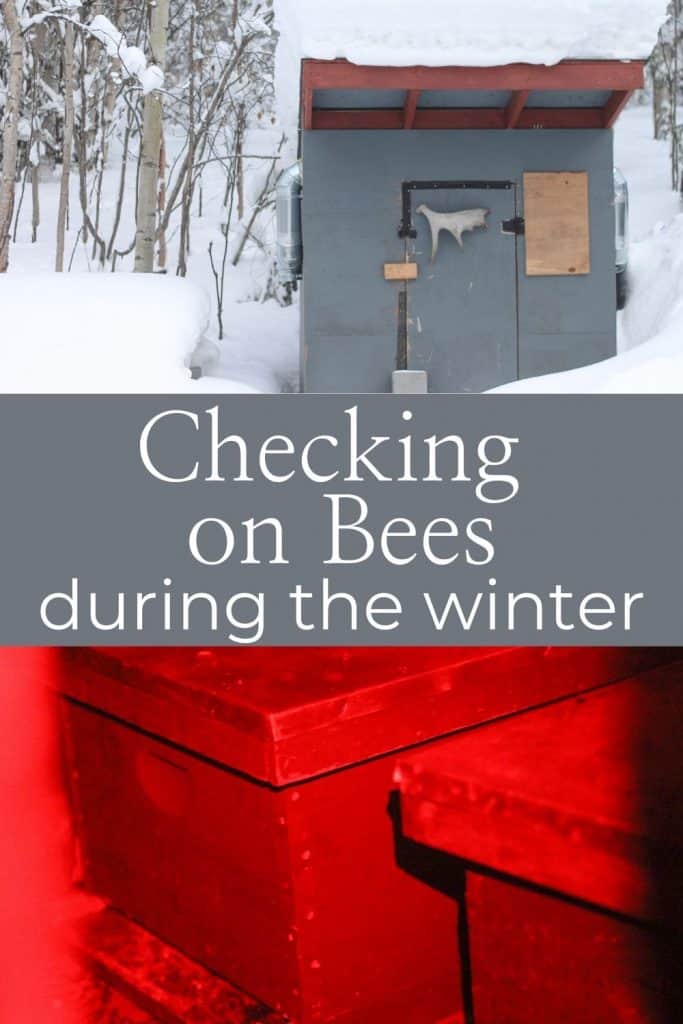 Checking on bees during the winter Pinterest image