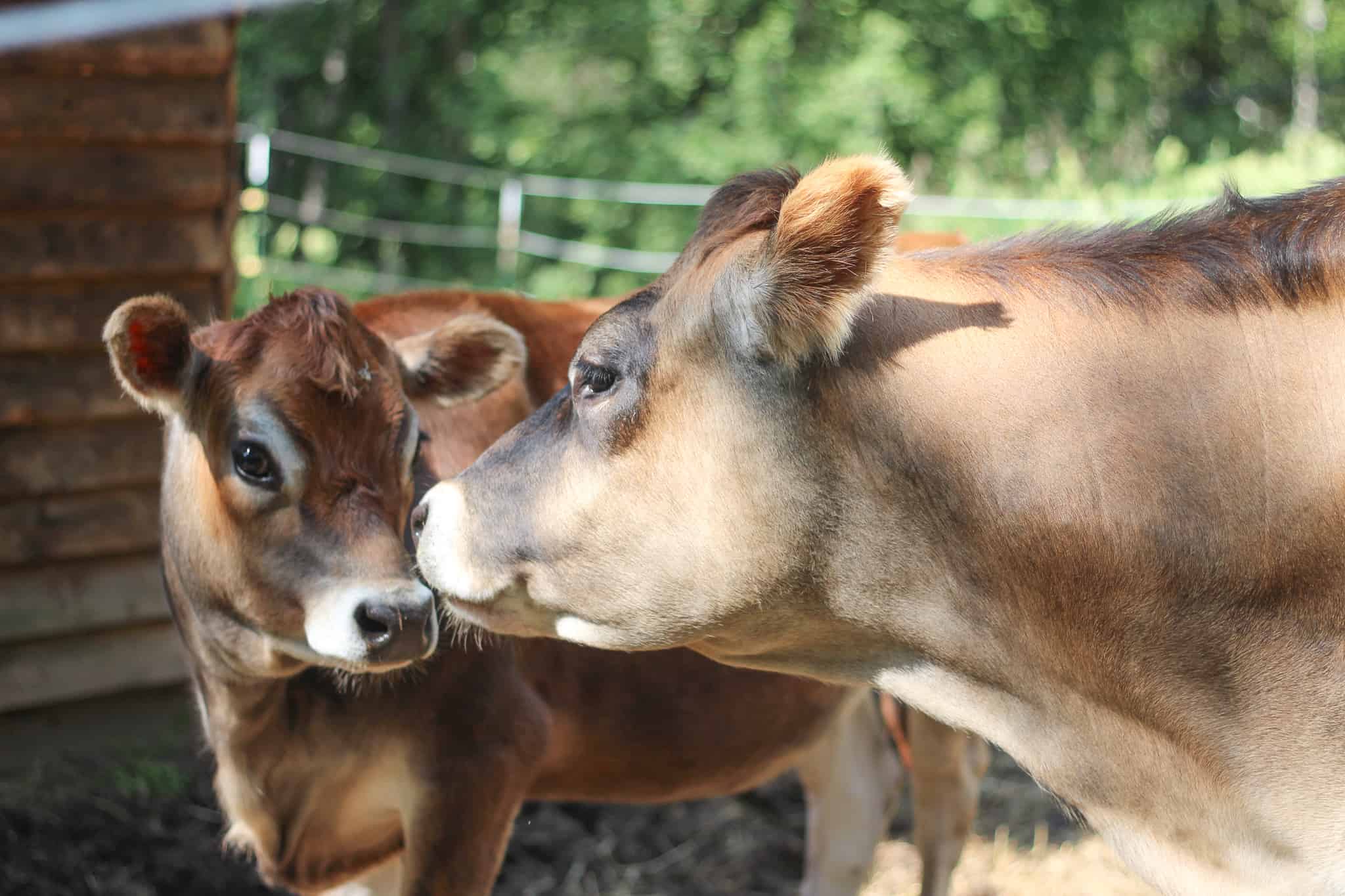 What to Consider Before Getting a Dairy Cow