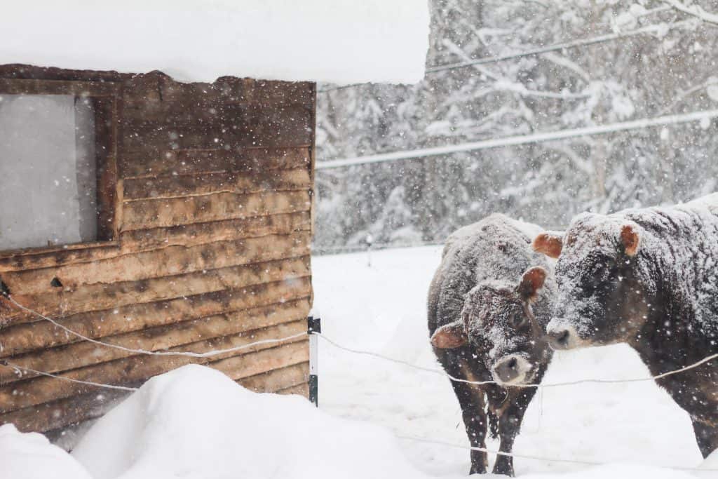 Two cows standing in snow
