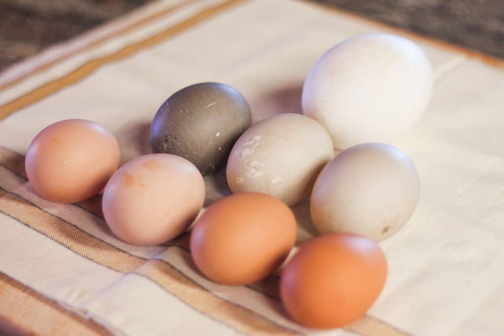 Goose, duck, and chicken eggs laid out show the size difference, goose eggs are large, duck eggs medium, and chicken eggs the smallest