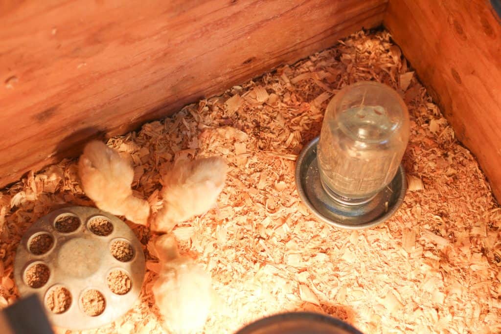 View of chicks in a brooder with feed and water