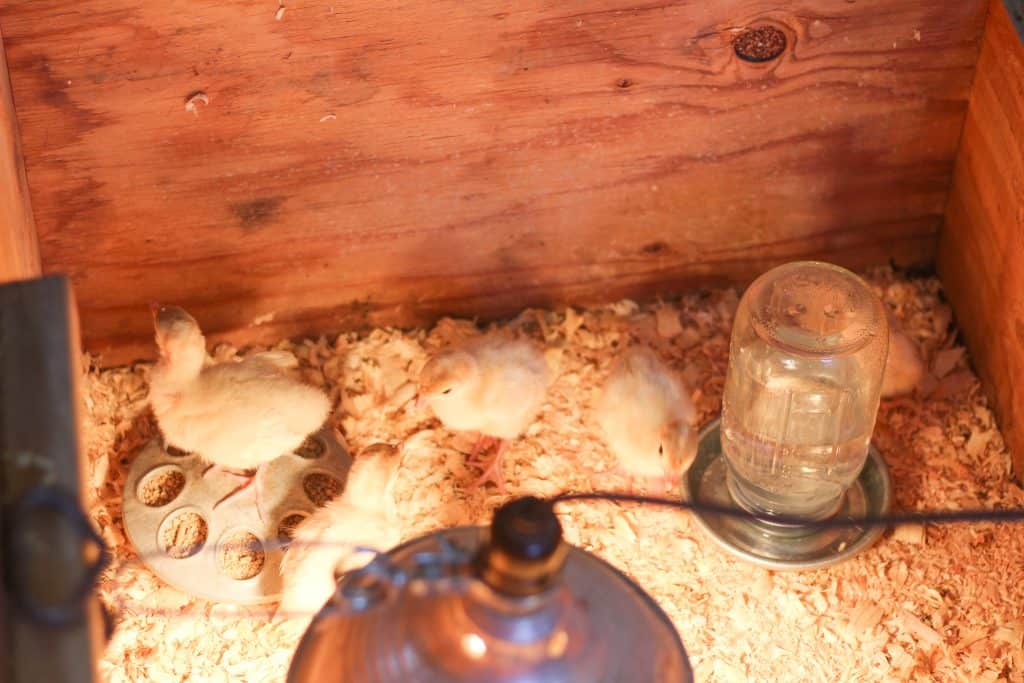View of chick brooder and supplies