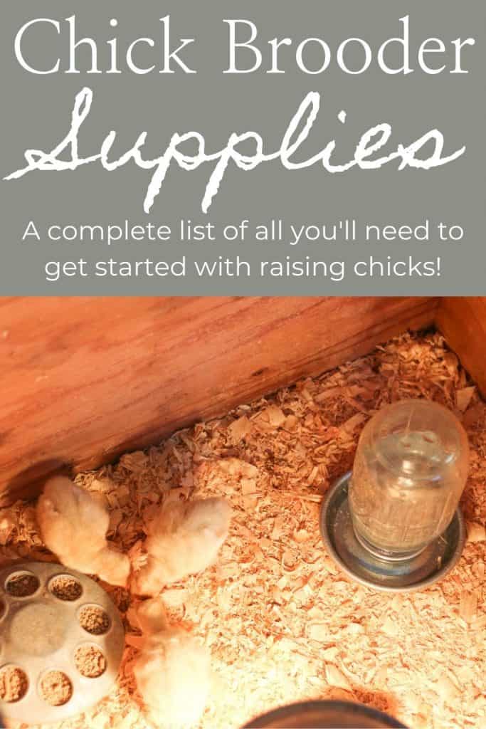 Chick brooder supplies interest image